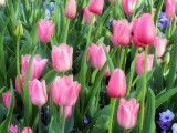 More Pink Tulips