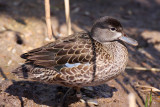 Duck in the Sun