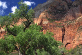 Cottonwood and Red Rock
