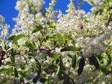 Bee in the Lilac