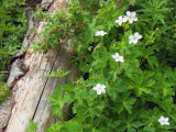 Raspberries and Wild Geranium