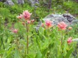 Indian Paintbrush