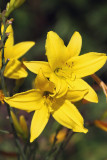 Day Lilies