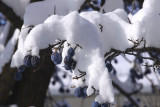 Frozen Fruit