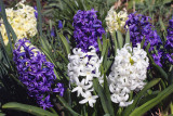 Hyacinths