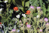 Thistles and Flowers