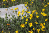 Flowers and Rock