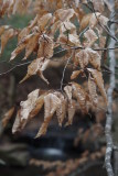 Leaves Holding on