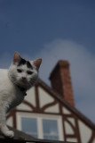 Cat on the fence