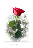 Rose for Joan
