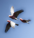 GALAHS ON THE WING
