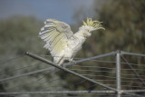 SULPHUR CRESTED COCKATOO ON OUR CLOTHES LINE.