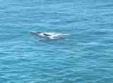 A LAZY BLUE WHALE ENJOYING THE BITE OFF THE SOUTH AUSTRALIA COAST