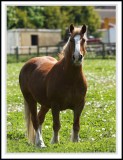 Inquisitive Horse