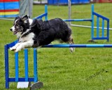 Dog Agility2.jpg