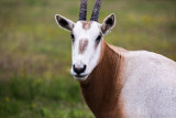 Oryx
