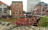 Fuzzy Flowers by Bristol Bridge