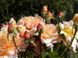 Brunswick Square Roses