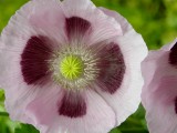 Poppies