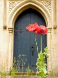 Poppies at St. James