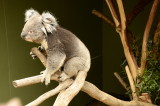 Jan.  Koala in Tasmania.jpg