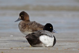 Scaup