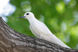 Manu o Ku (White Tern)