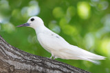 Manu o Ku (White Tern)