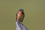 Barn  Swallow