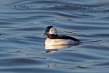 Bufflehead