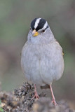 White-crowned Sparrow