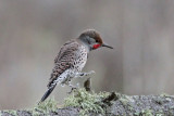 Northern Flicker