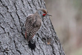 Northern Flicker