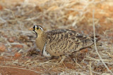 Black-faced Sandgrouse