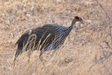 Vulturine Guineafowl