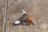 White-headed Buffalo-Weaver