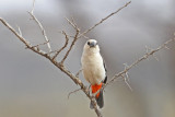 White-headed Buffalo-Weaver