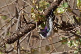 Eastern Violet-backed Sunbird