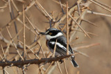 Pygmy Batis