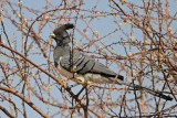 White-bellied Go-away-bird