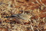 Pink-breasted Lark