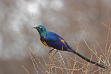 Golden-breasted Starling