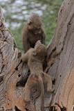 Olive Baboons