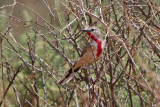 Rosy-patched Bush-Shrike