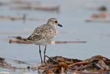 Black-bellied Plover