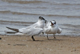 Sandwich Terns