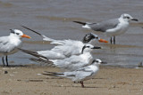 Three Terns: Royal, Sandwich, and Common