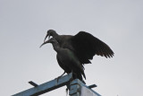 Hadada Ibis