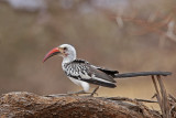 Red-billed Hornbill