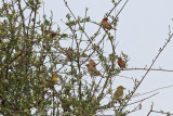 Chestnut Sparrows and Lesser Masked Weavers